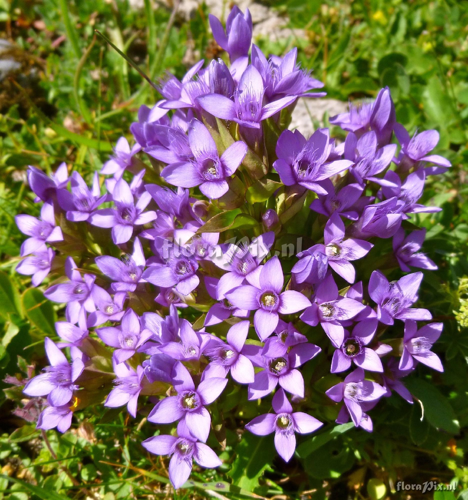 Gentianella campestris