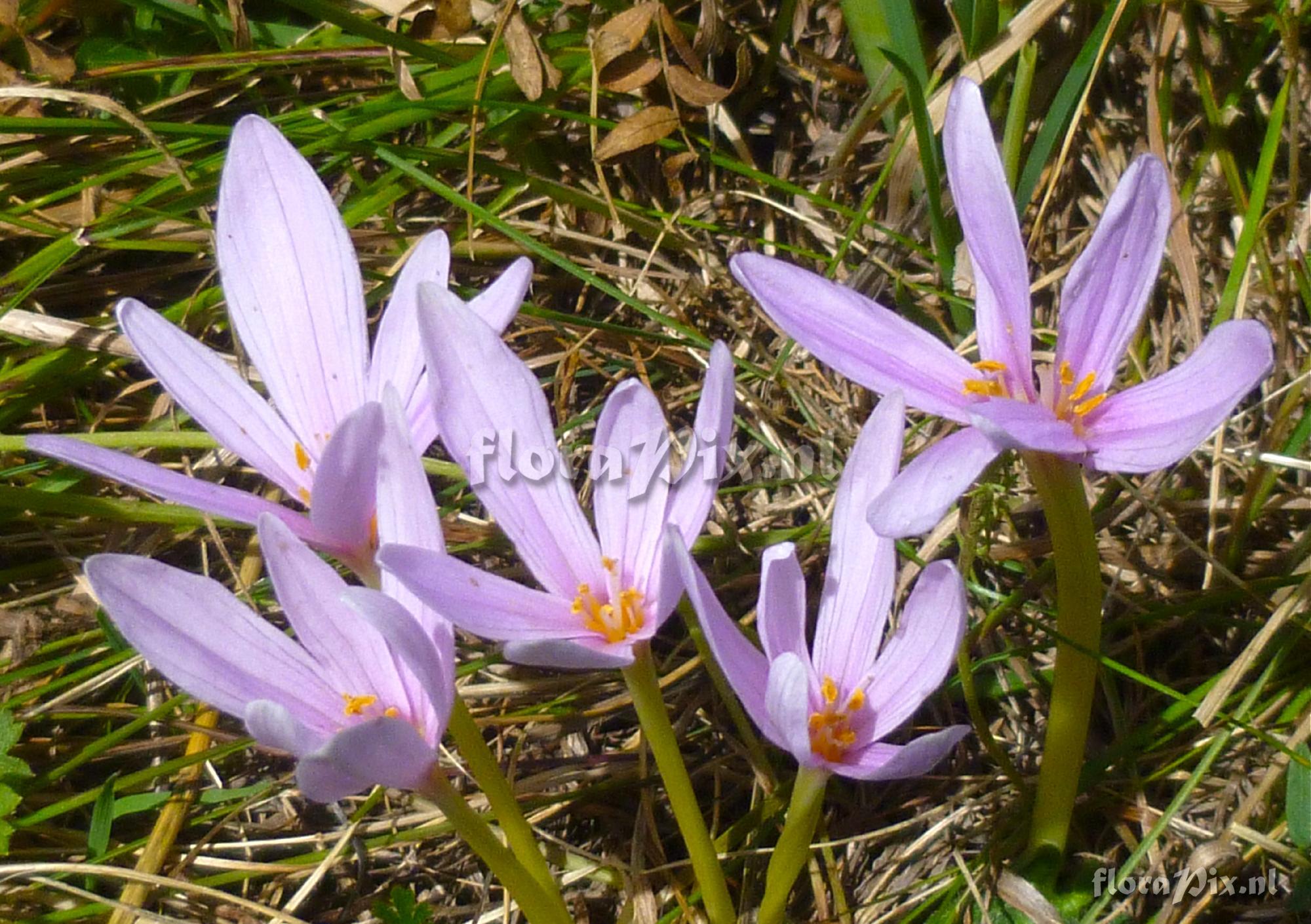 Colchicum alpinum