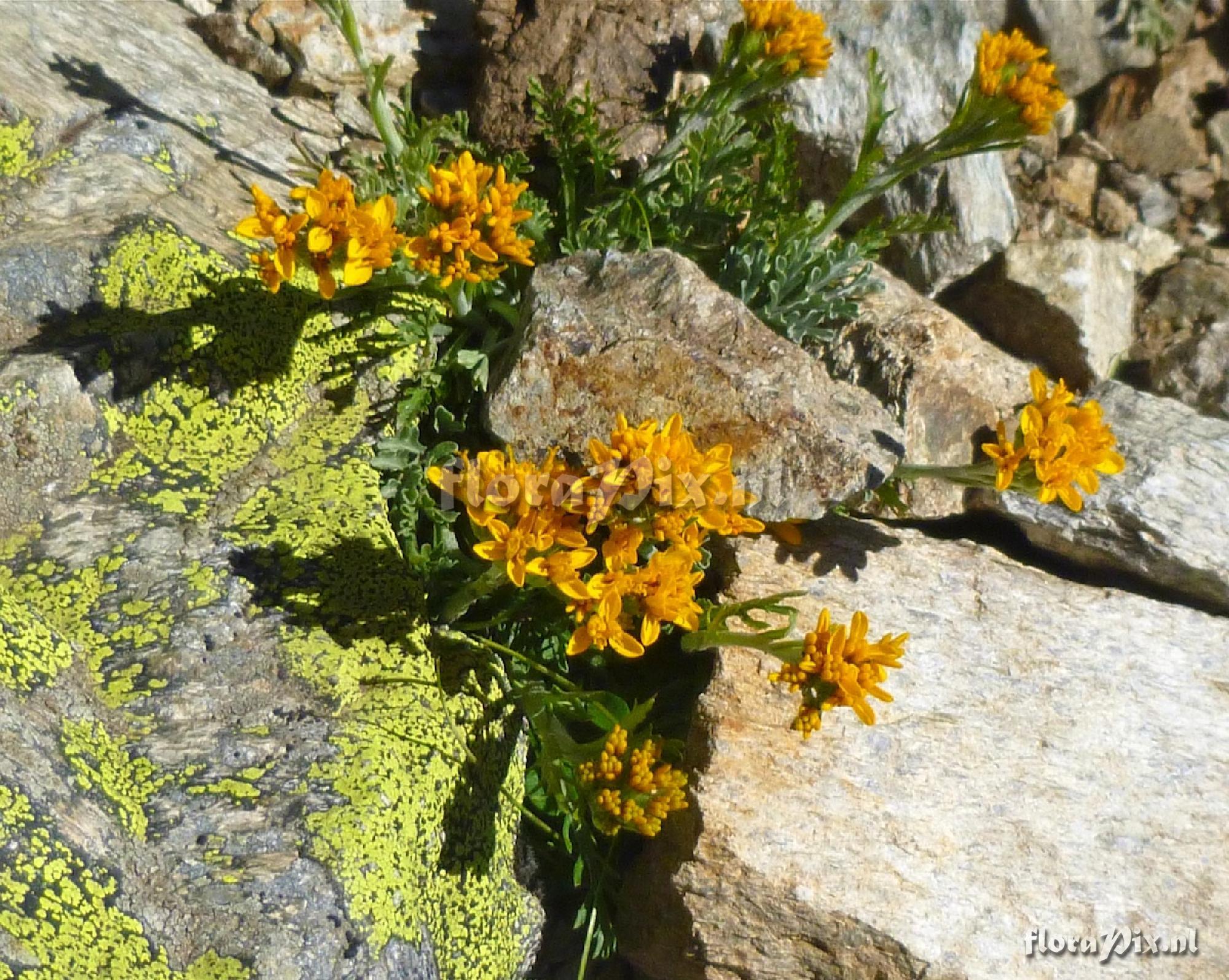 Senecio incanus