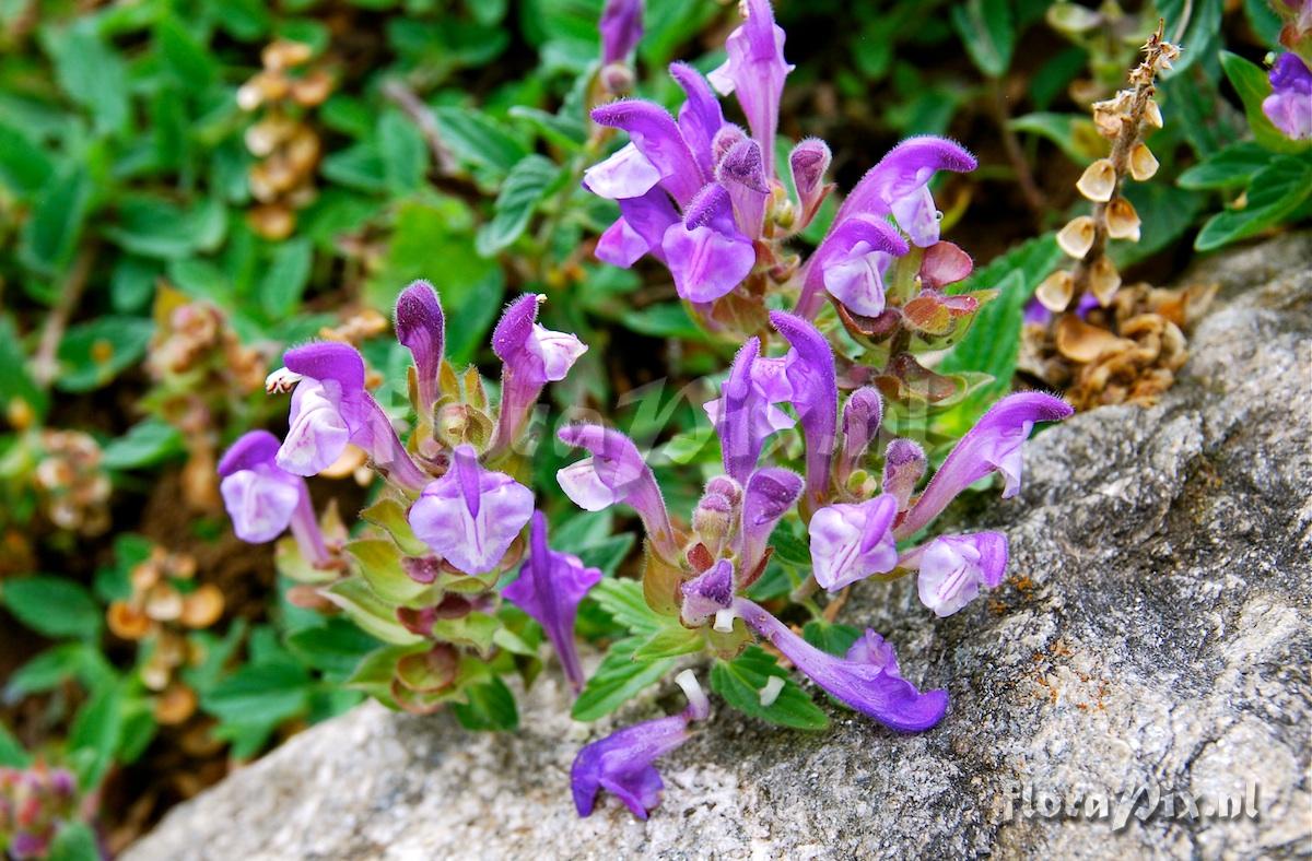 Scutellaria alpina