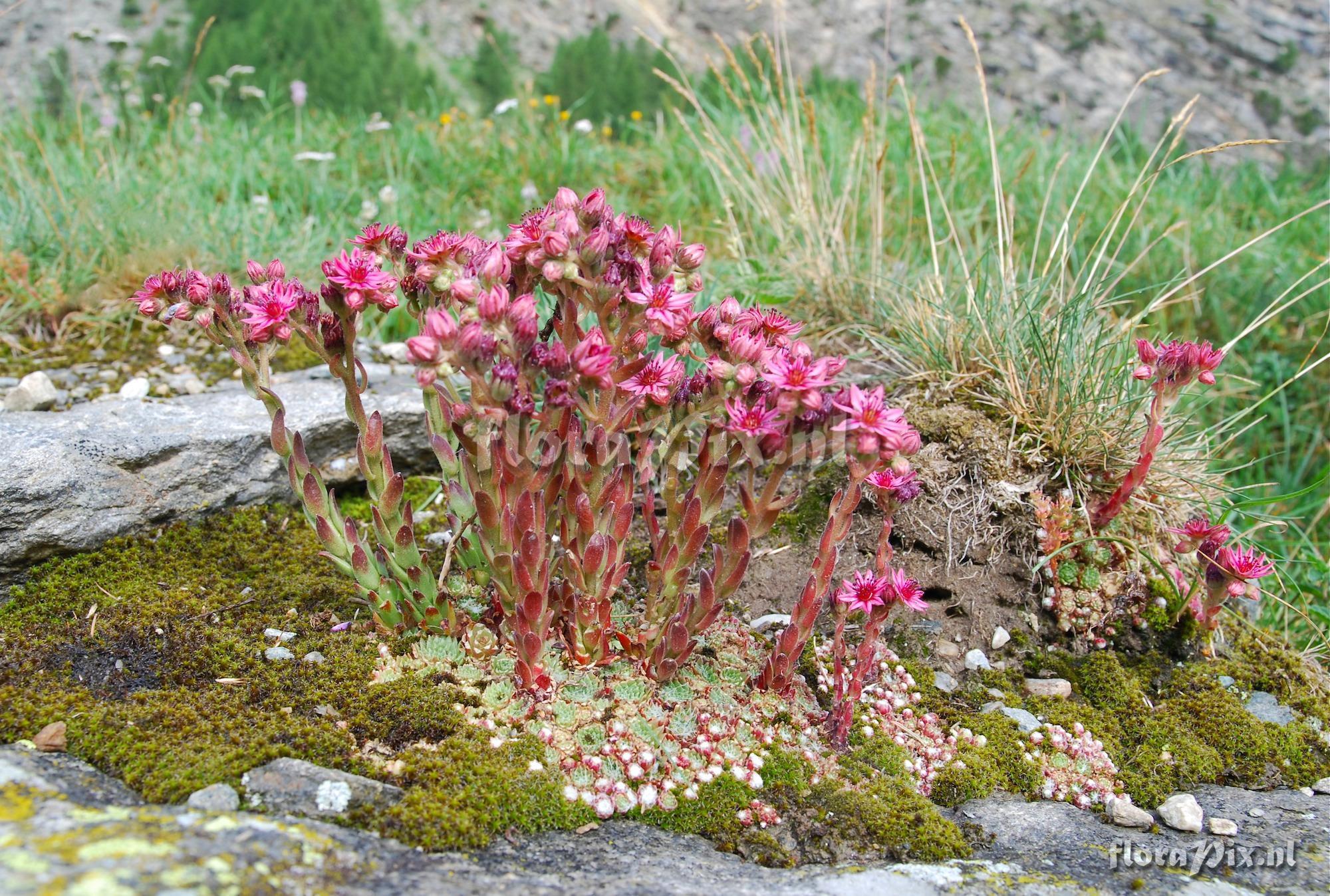 Sempervivum arachnoideum