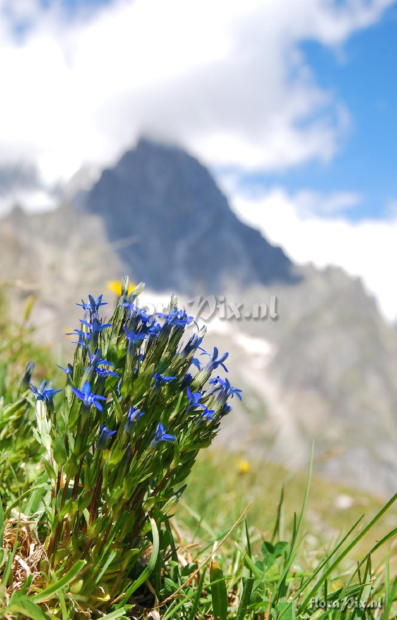 Gentiana nivalis