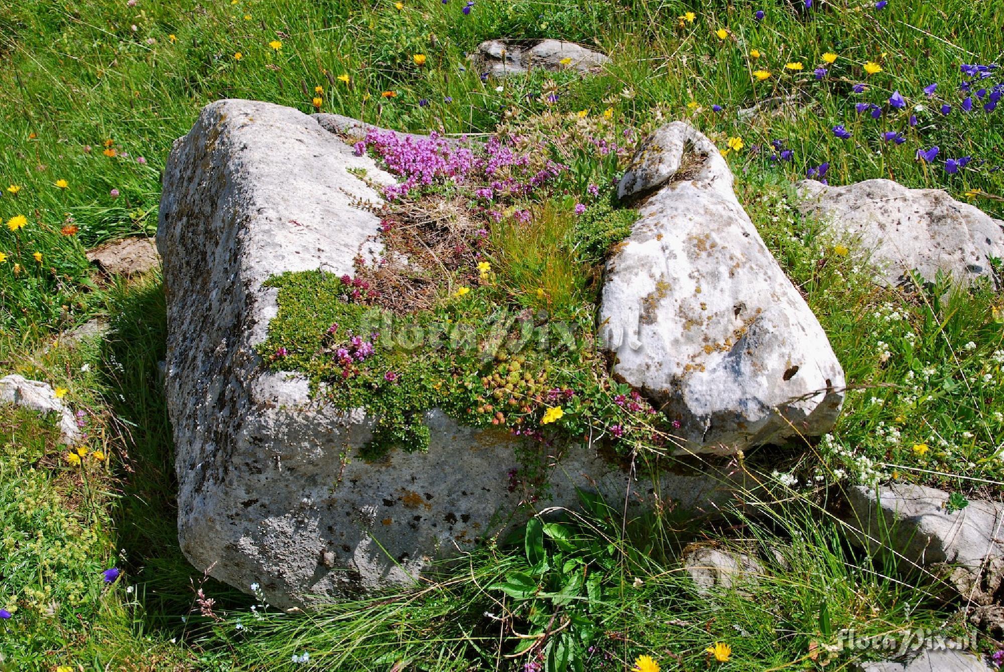 Trough - Natural rock garden