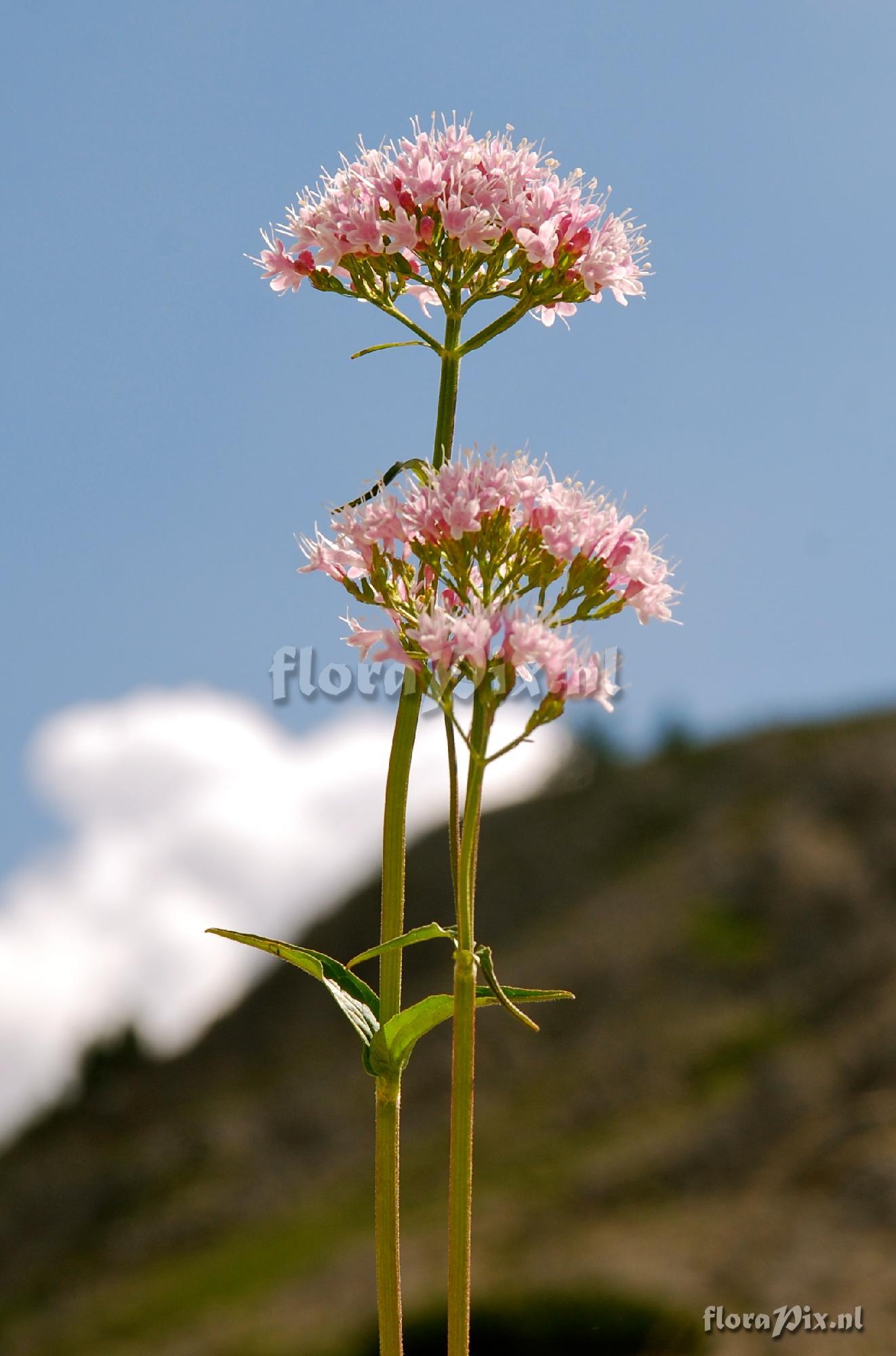 Valeriana dioica