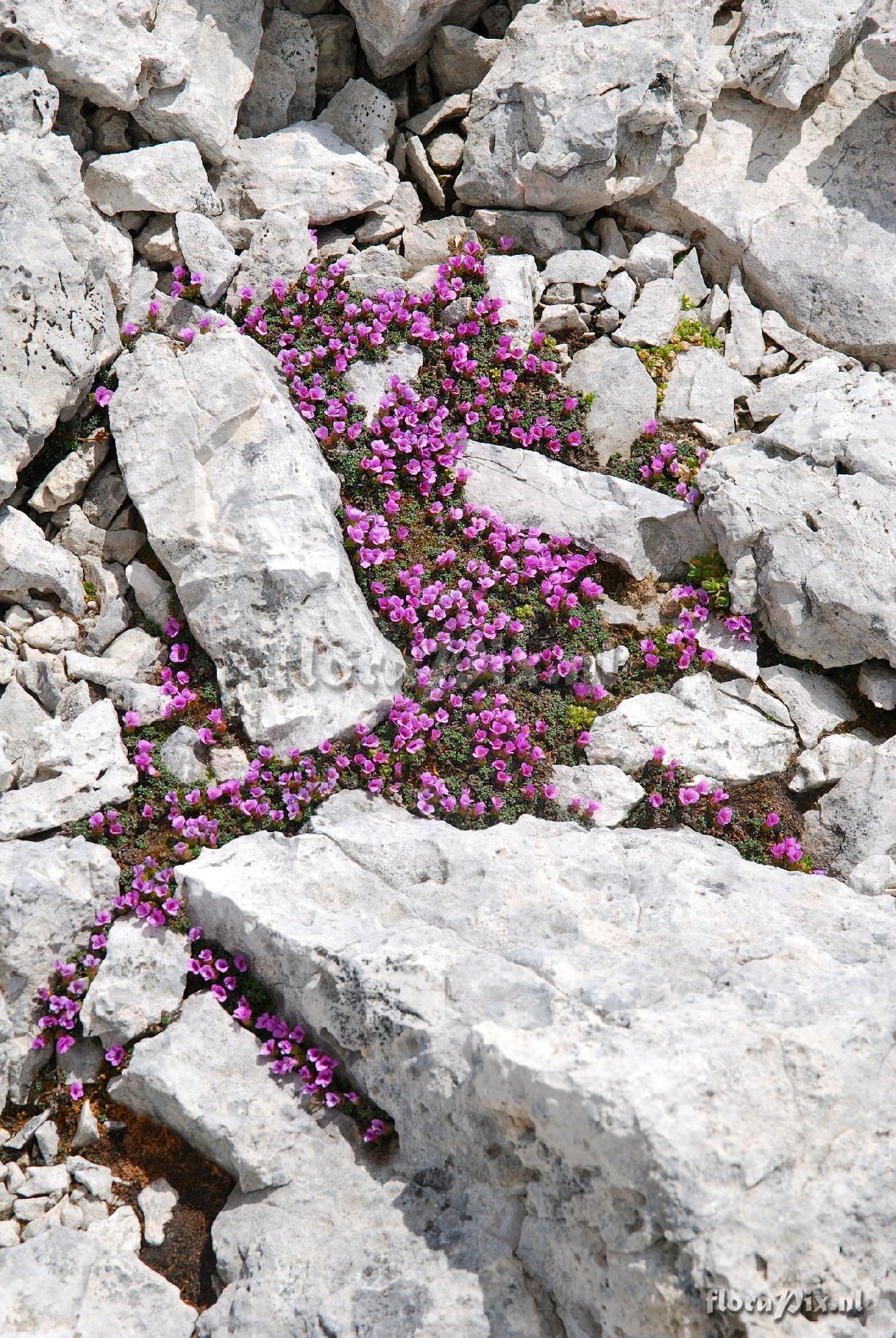 Saxifraga oppositifolia in a high-level scree. 