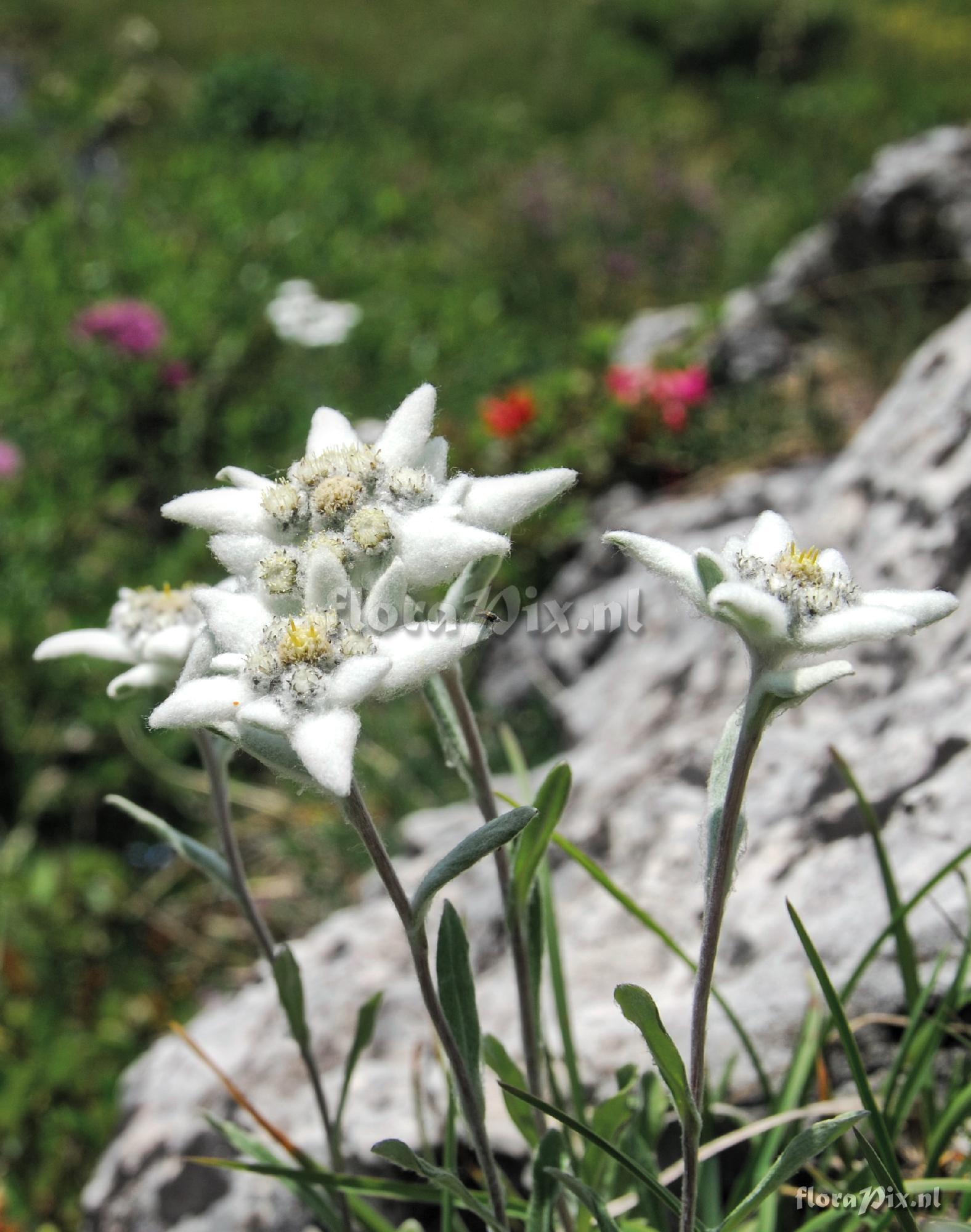 Leontopodium alpinum