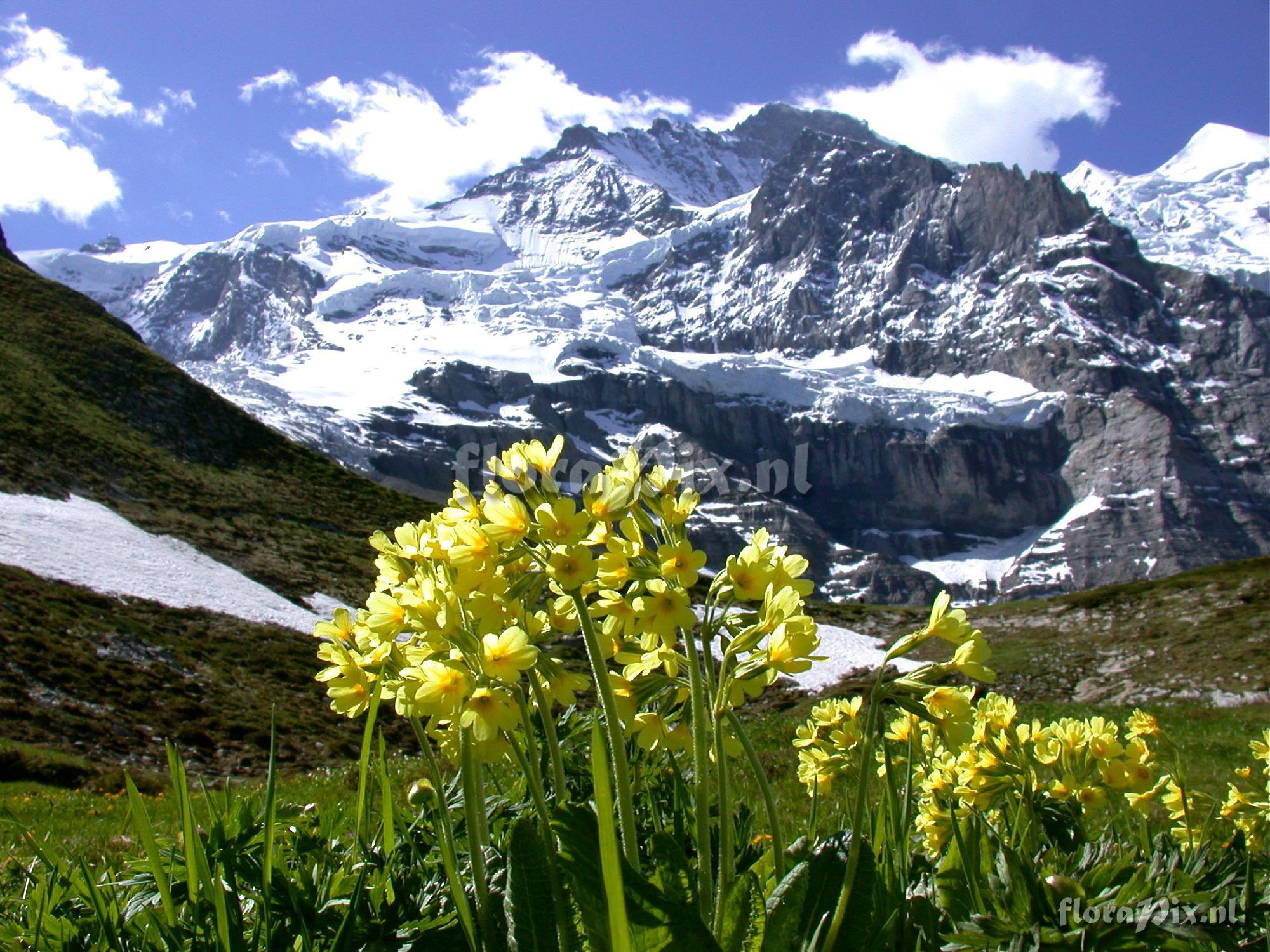 Primula veris