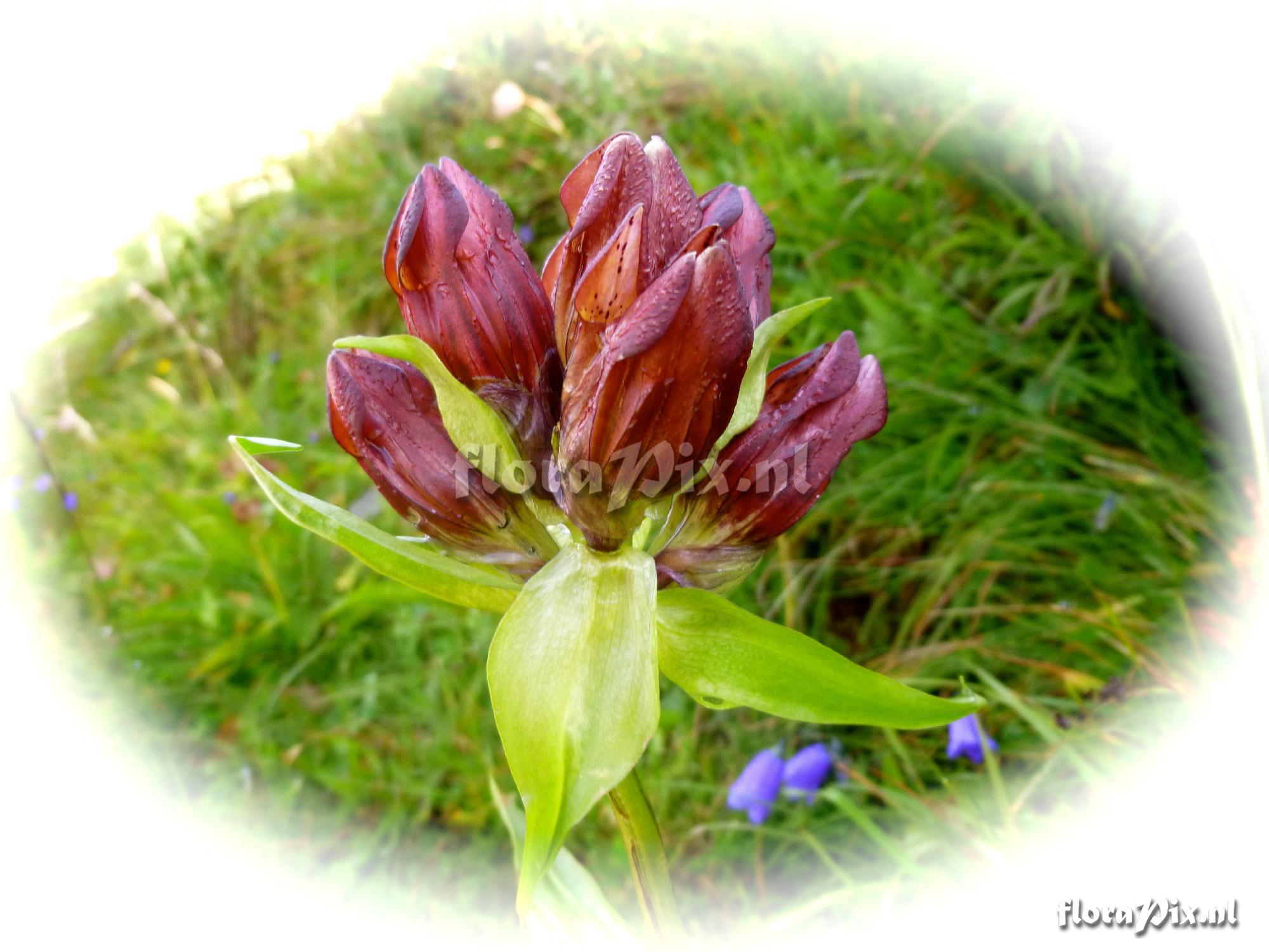 Gentiana purpurea