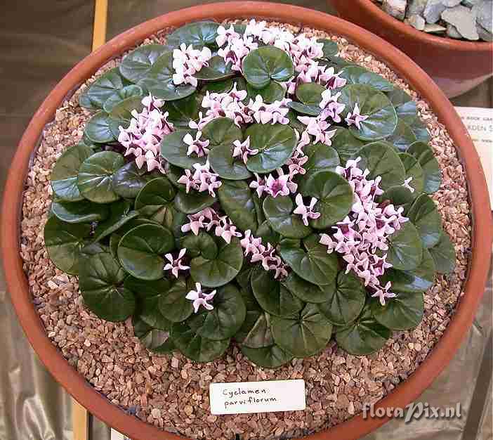 Cyclamen parviflorum