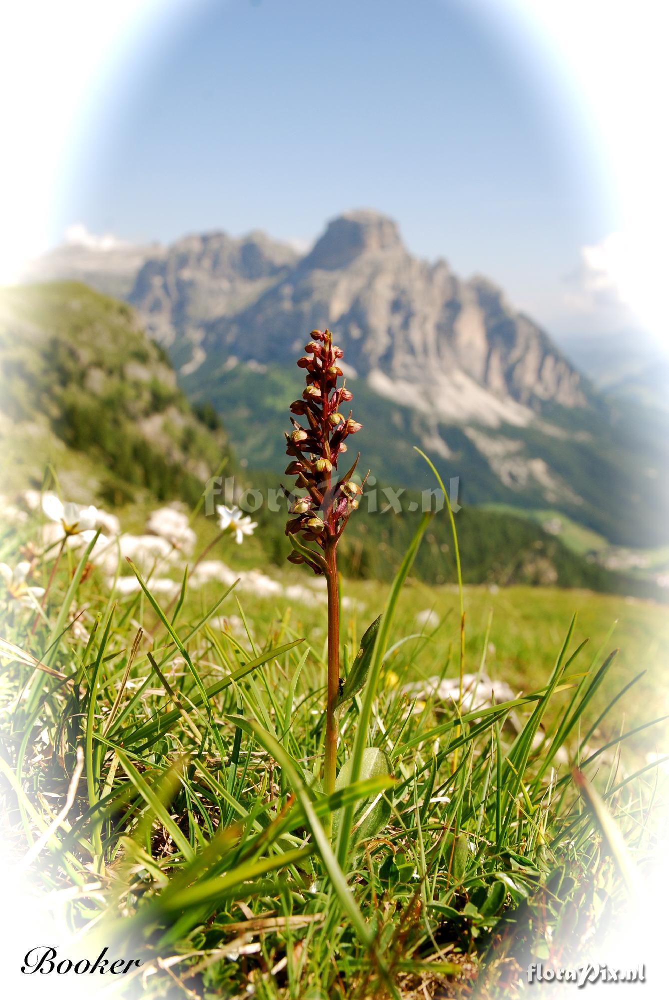 Coeloglossum viride