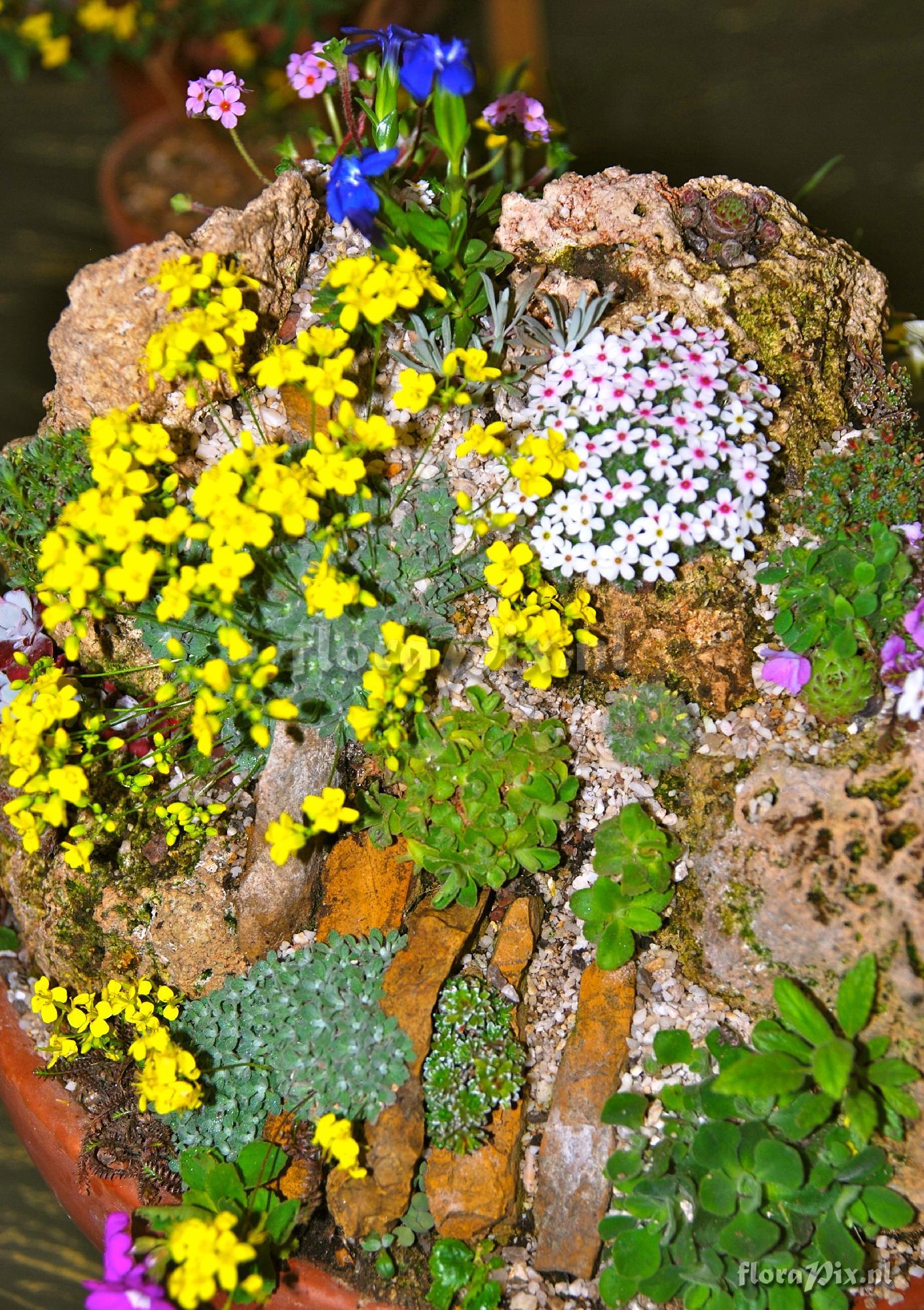 2-shows Miniature garden close-up