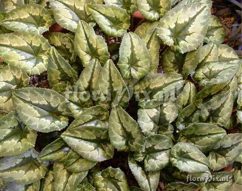 Cyclamen foliage