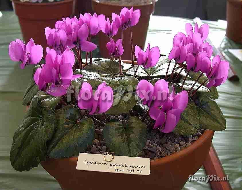 Cyclamen pseudoibericum