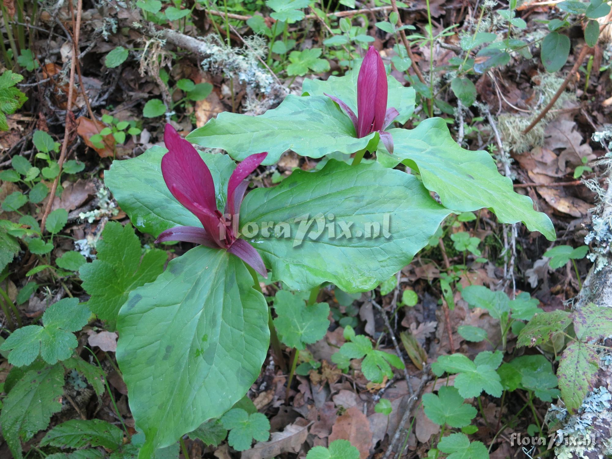 Trillium chloropetalum - pink