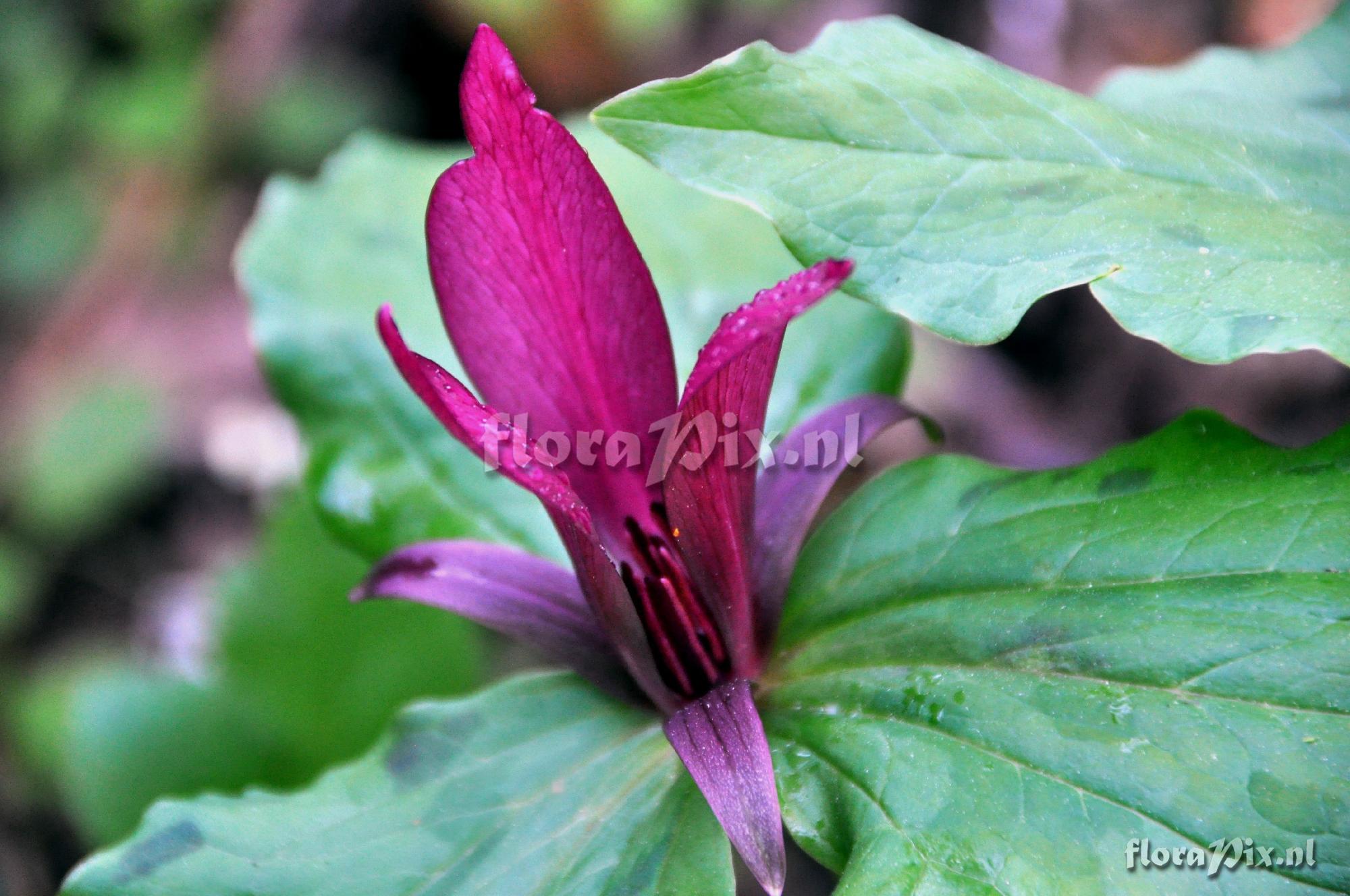 Trillium chloropetalum - pink