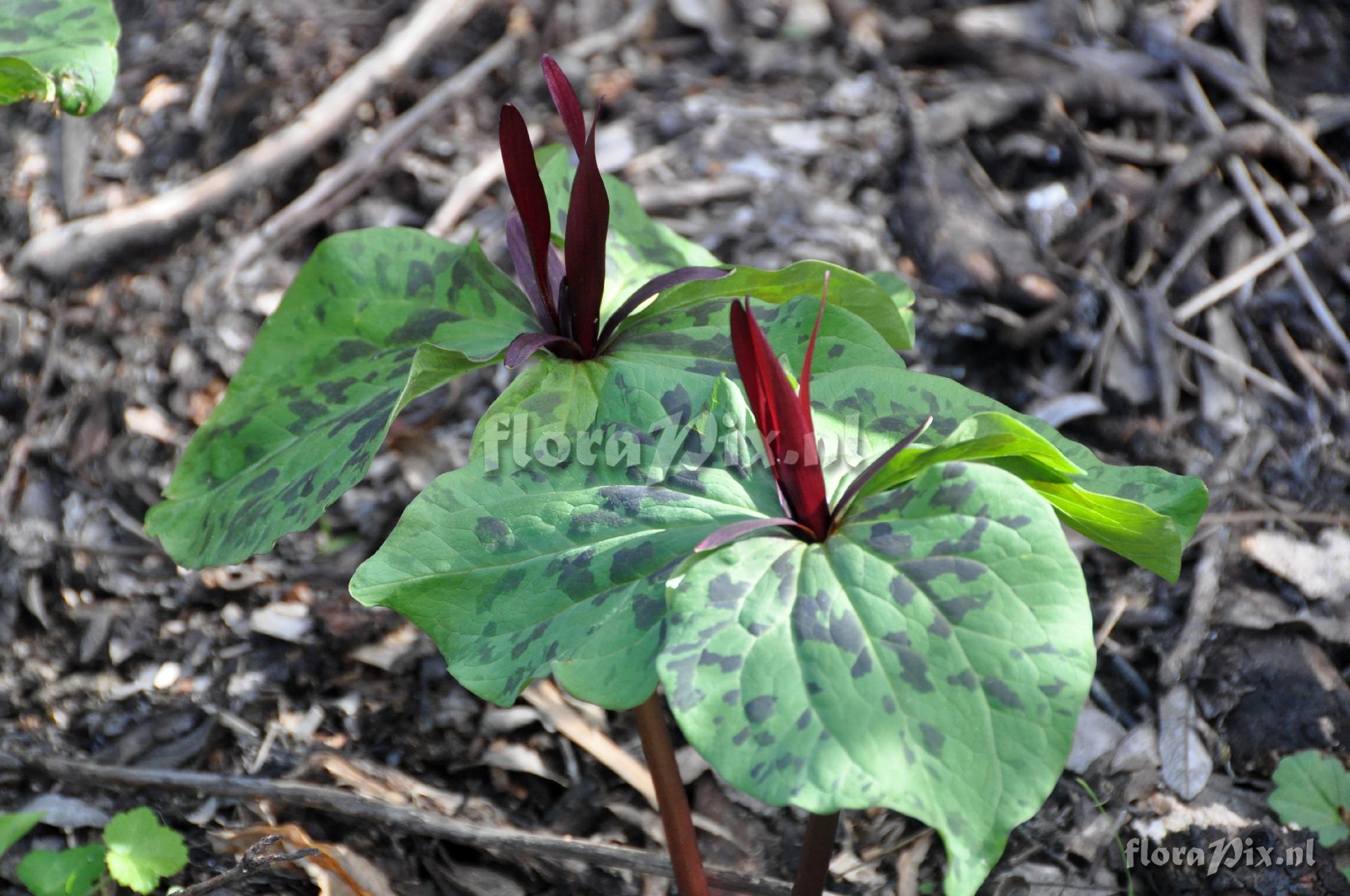 Trillium angustipetalum