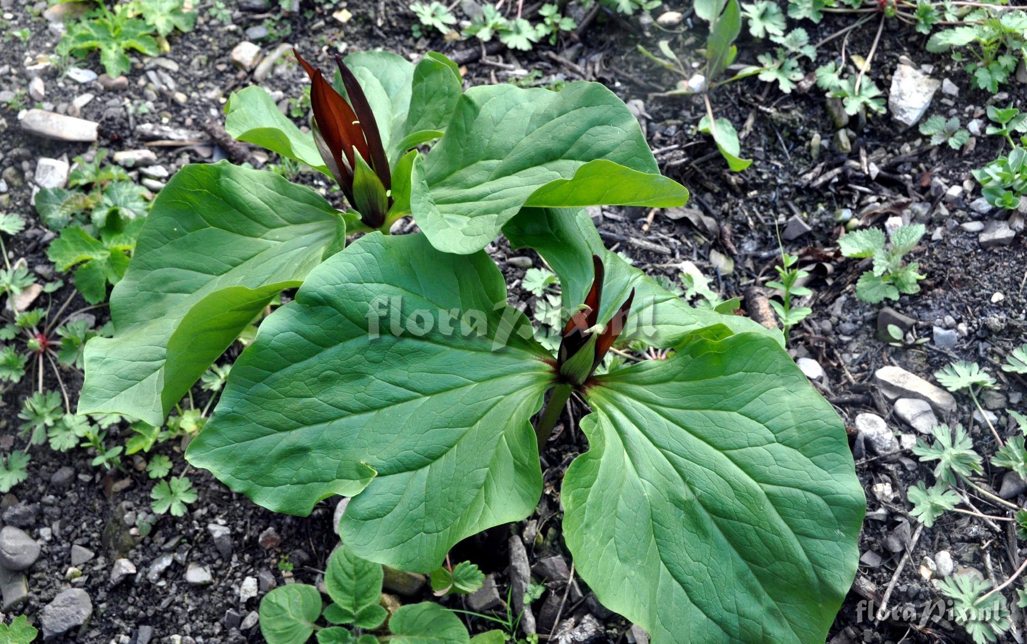 Trillium angustipetalum