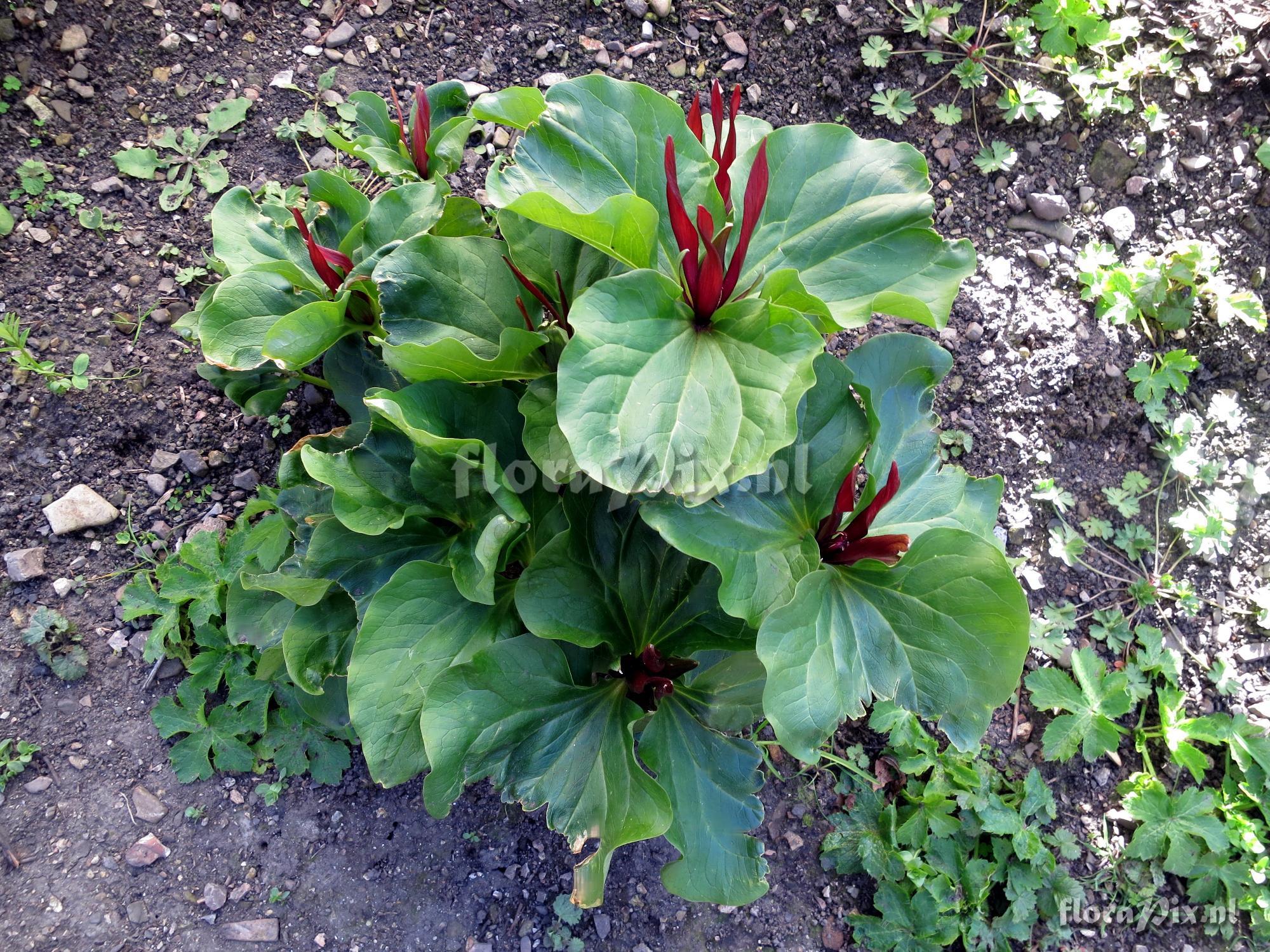 Trillium angustipetalum