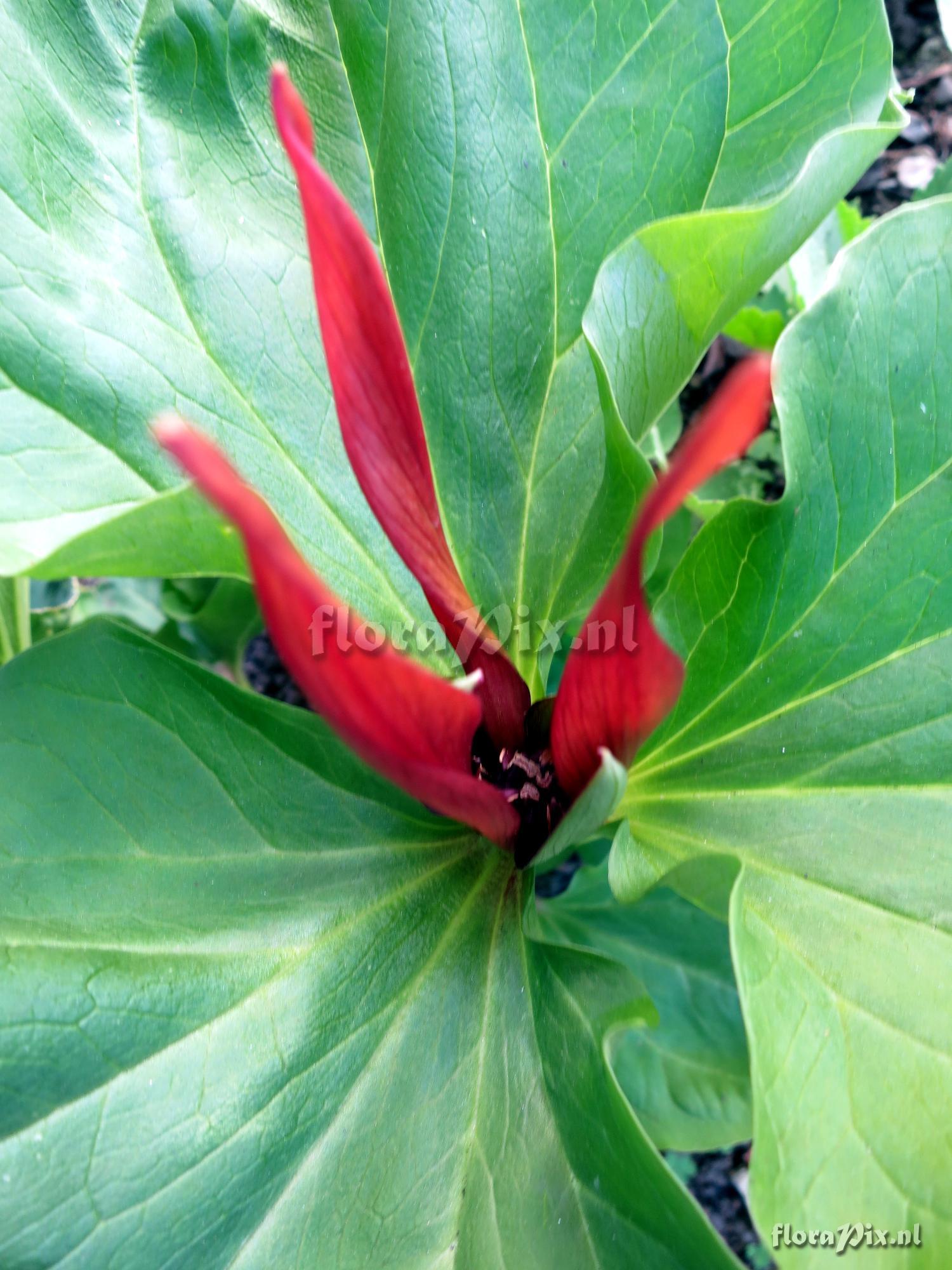 Trillium angustipetalum