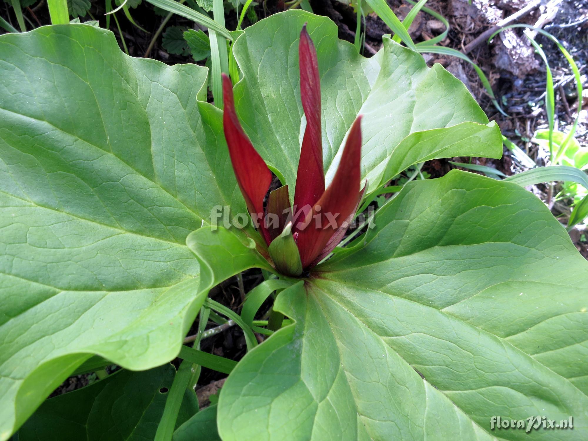 Trillium angustipetalum