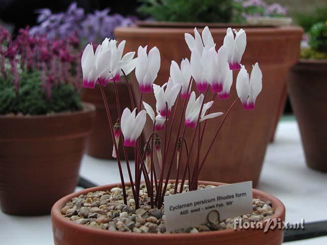 Cyclamen persicum Rhodes form