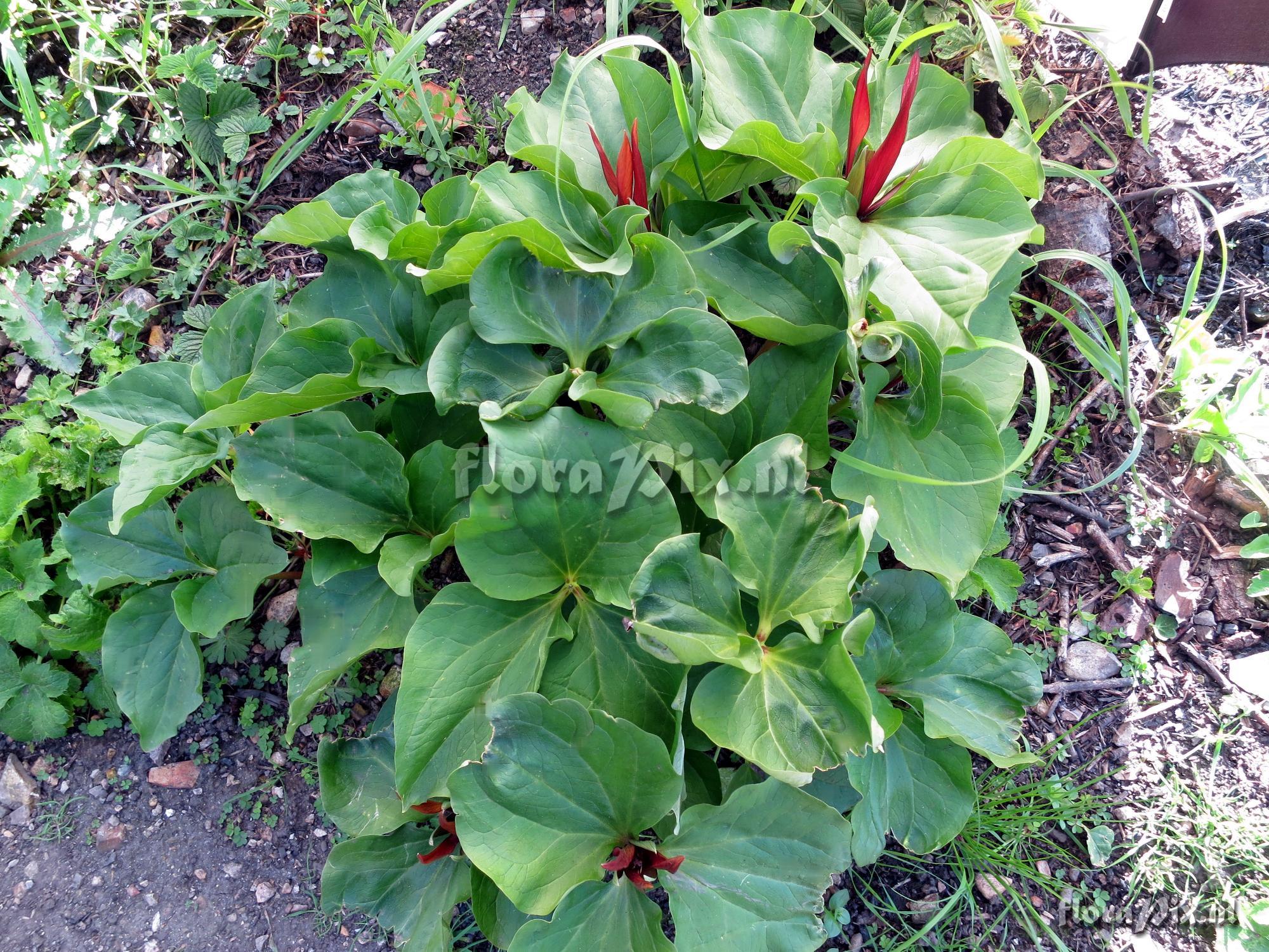 Trillium angustipetalum