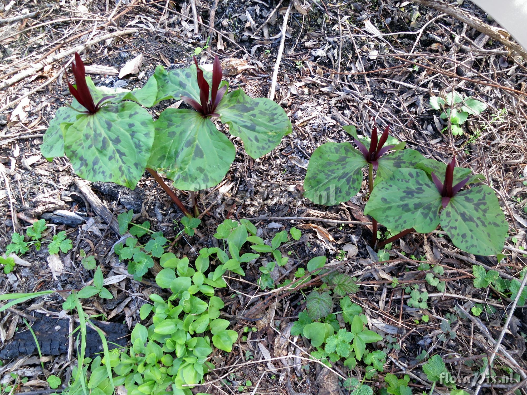 Trillium angustipetalum