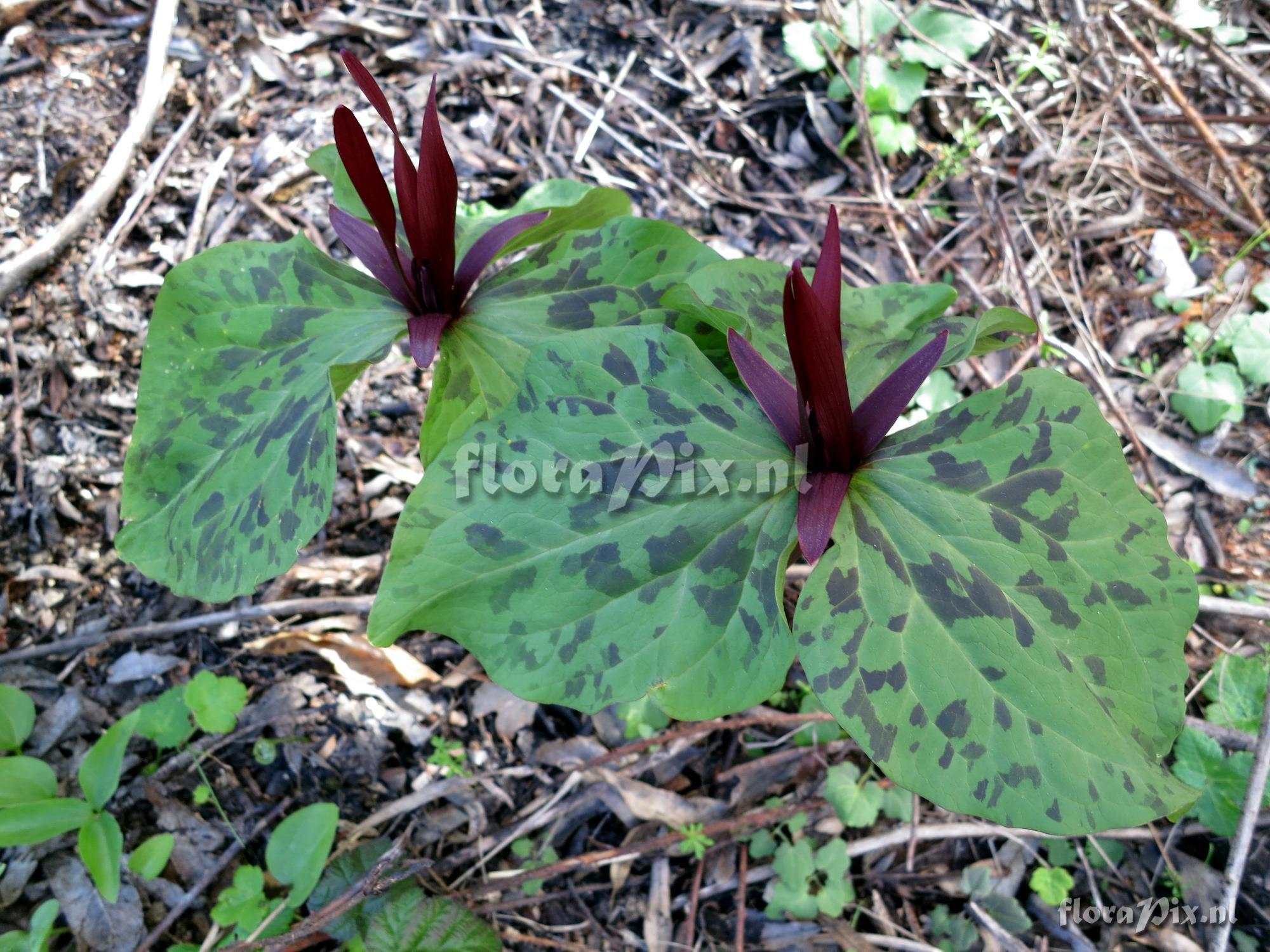 Trillium angustipetalum