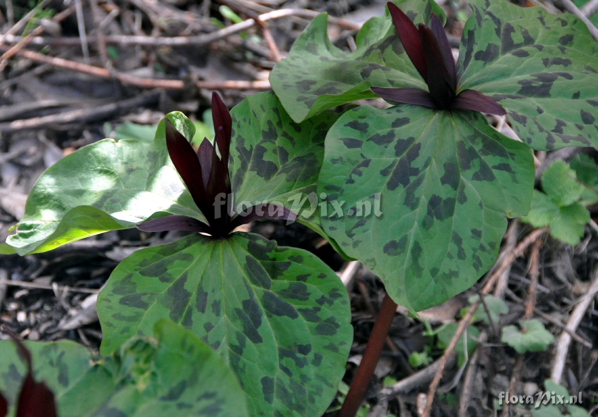 Trillium angustipetalum