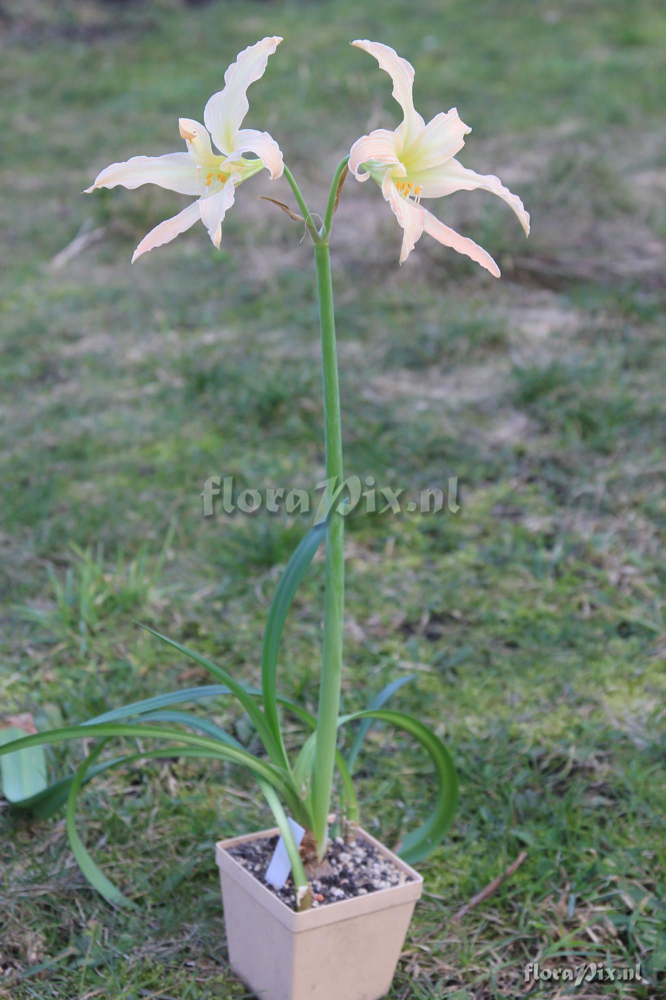 Hippeastrum 