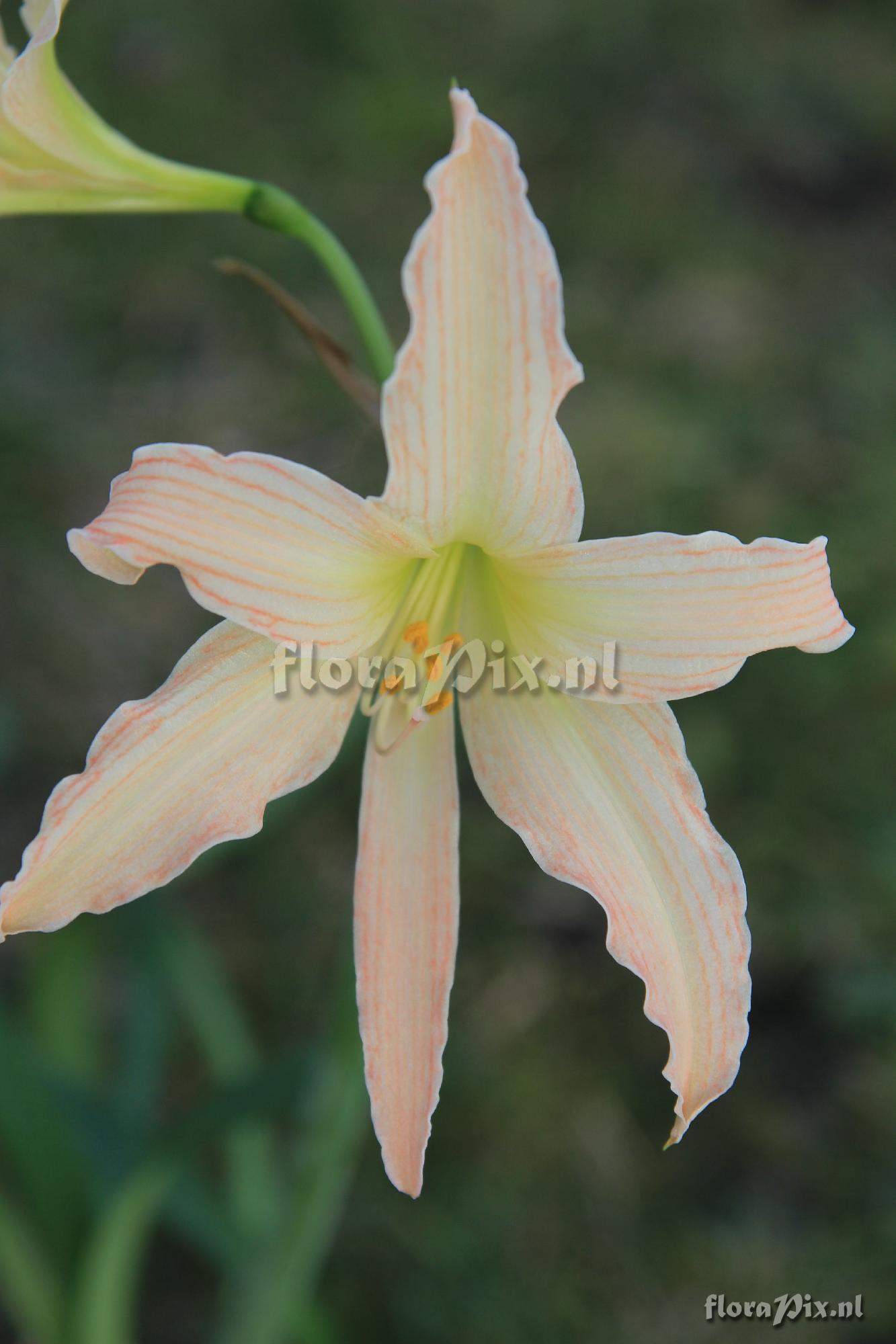 Hippeastrum 