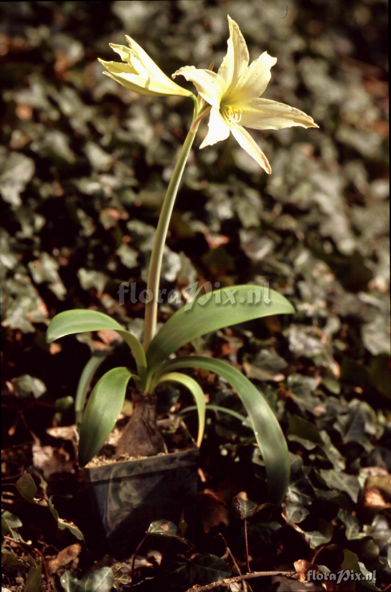 Hippeastrum sp.