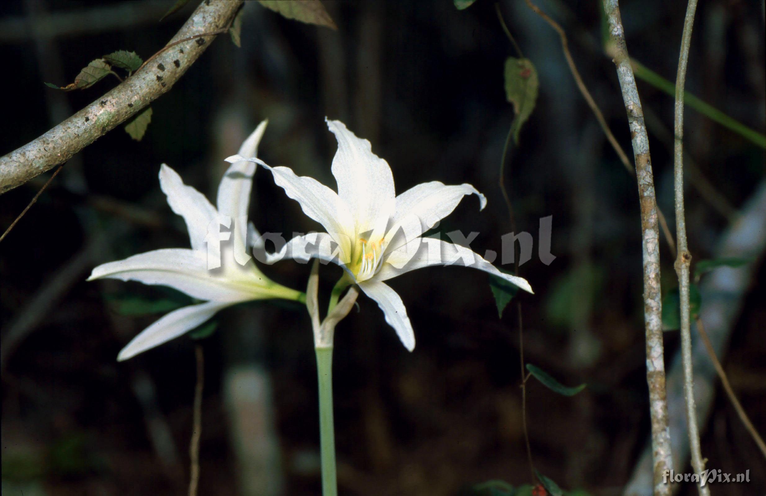 Hippeastrum sp.