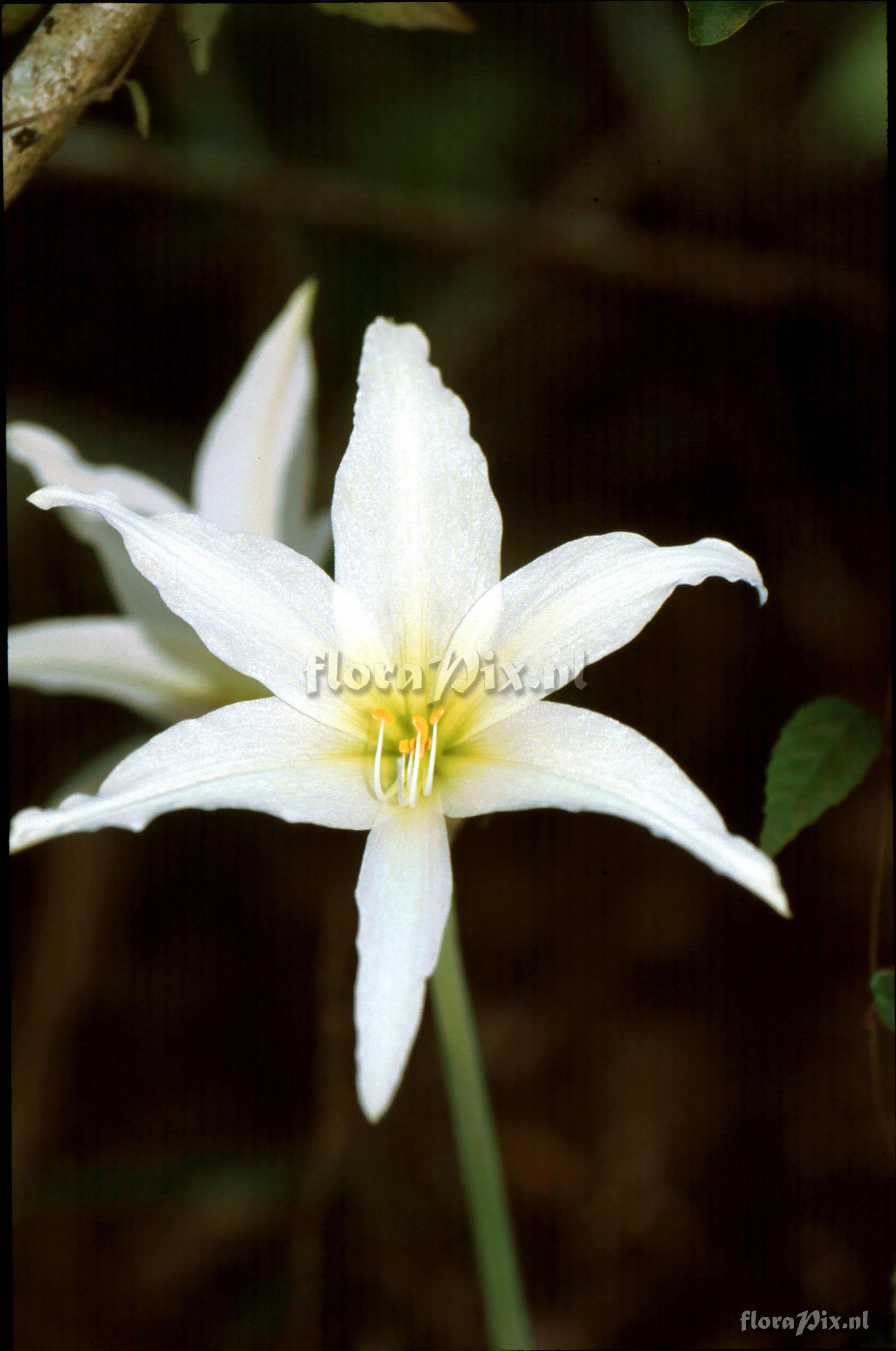 Hippeastrum sp.