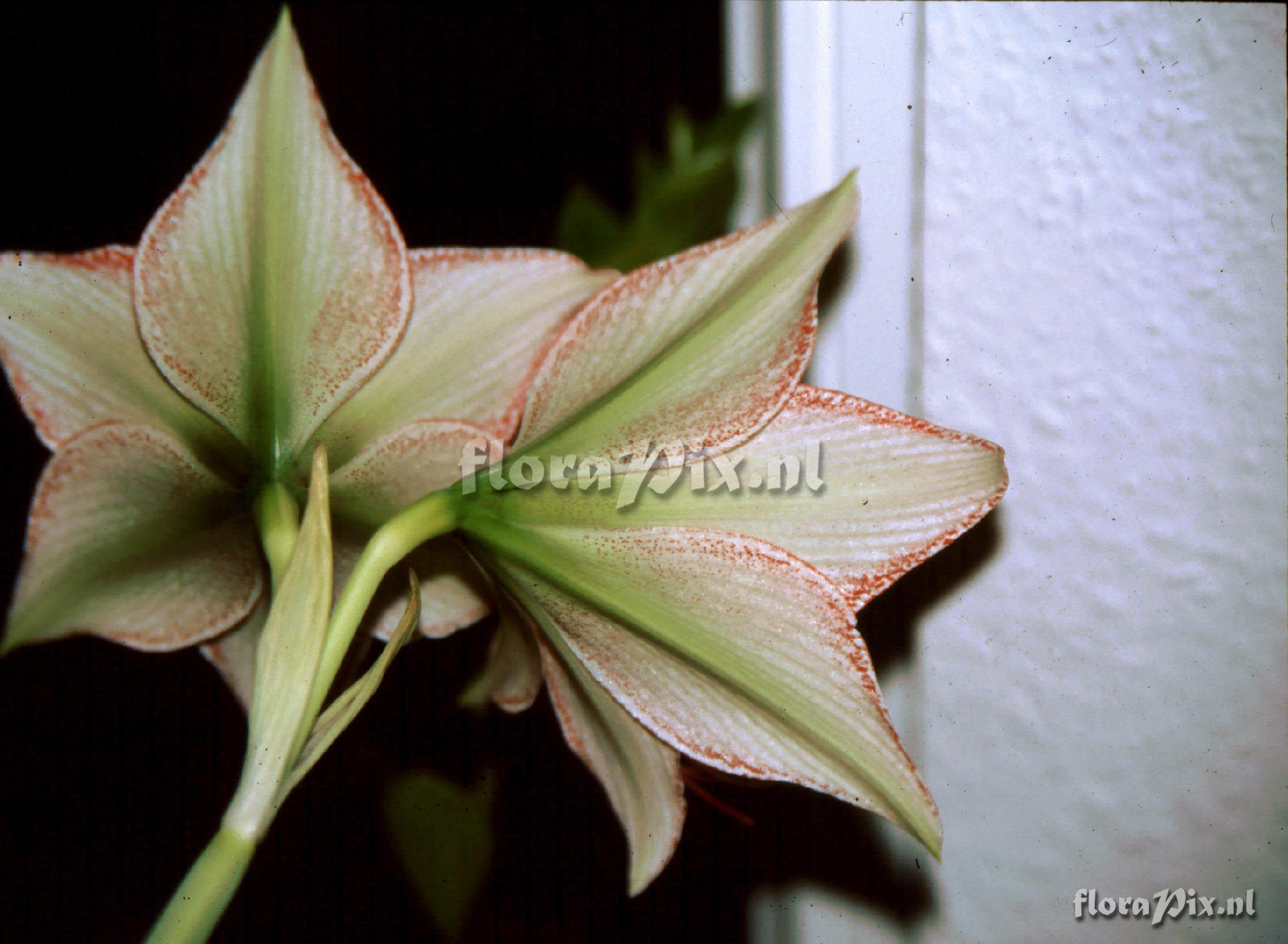 Hippeastrum 