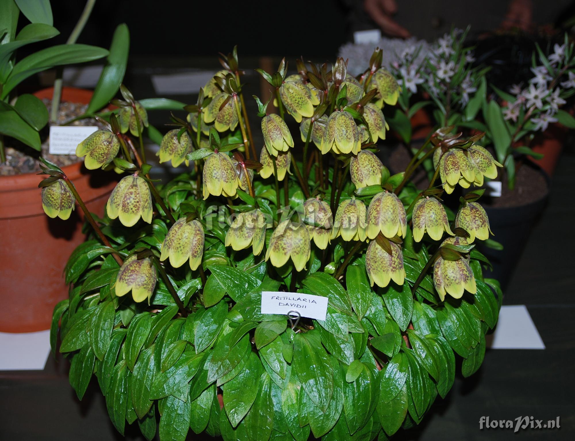 Fritillaria davidii