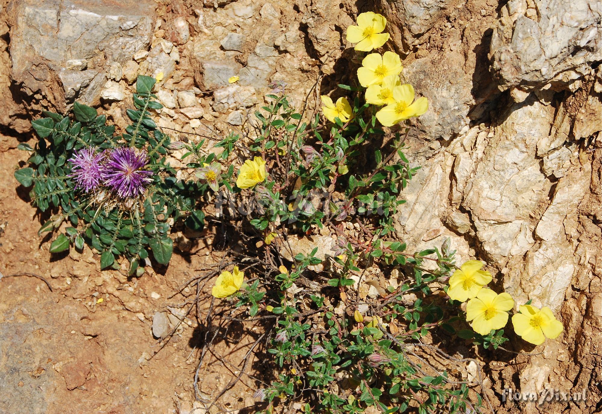 Centaurea raphanina