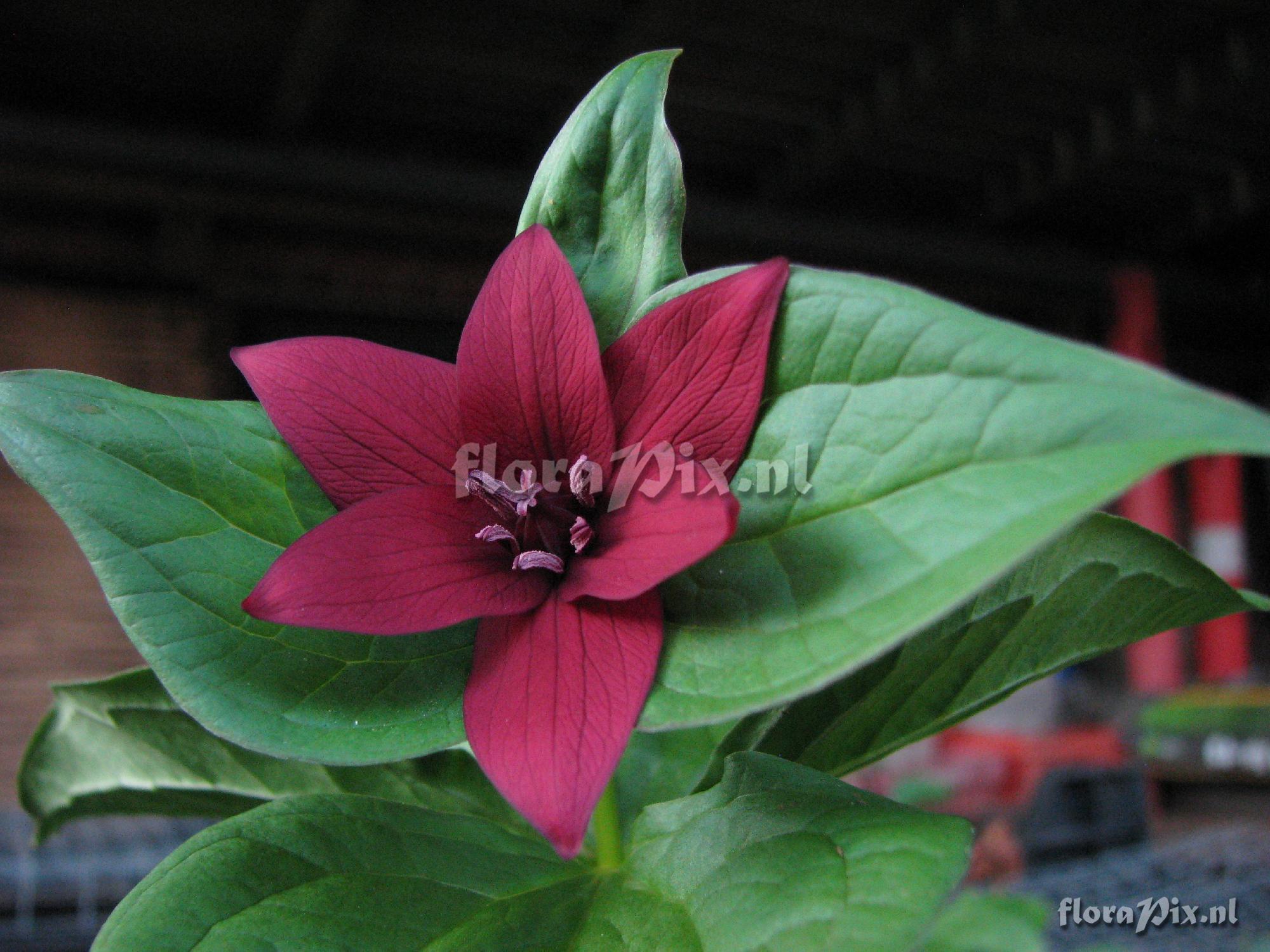 Trillium erectum with 6 petals