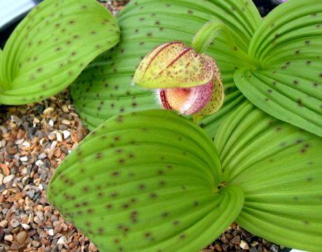 Cypripedium fargesii