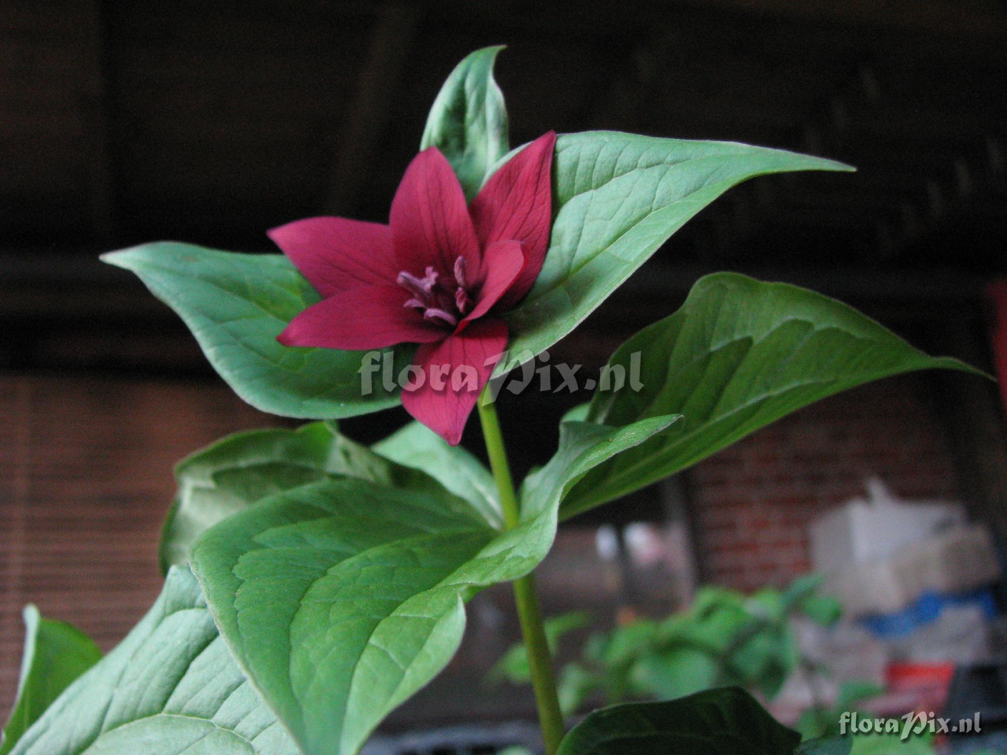 Trillium erectum