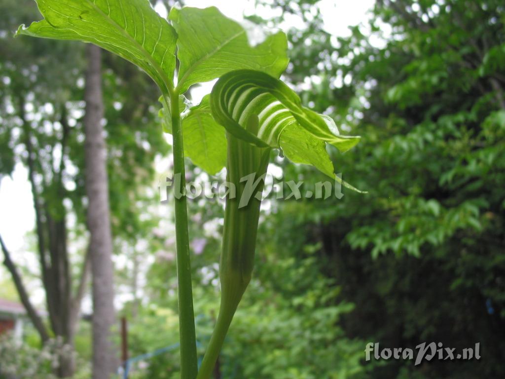 arisaema ovale