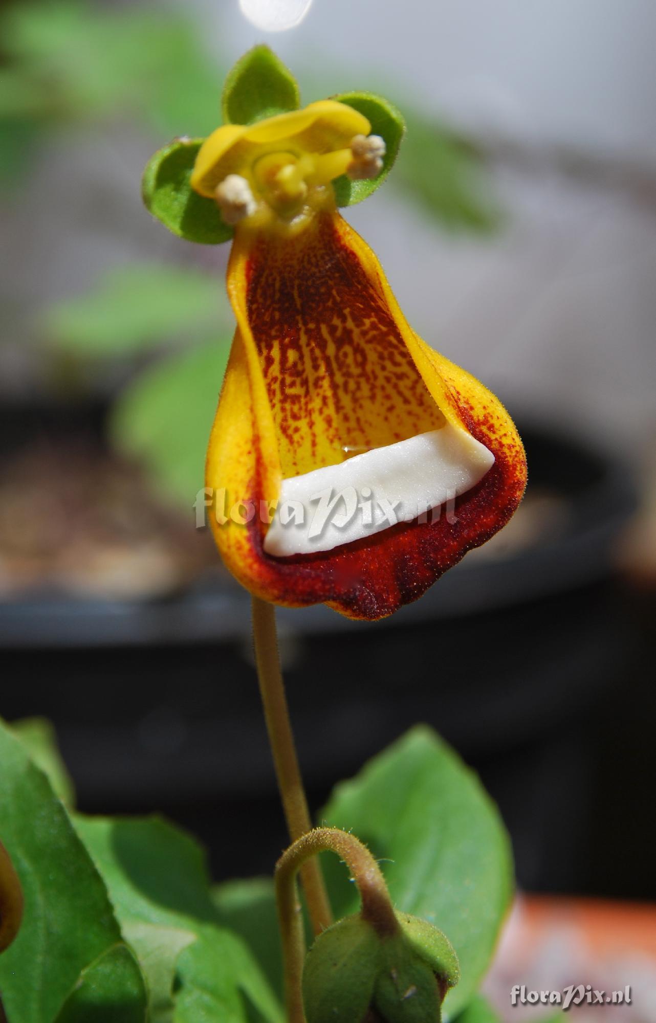 Calceolaria uniflora