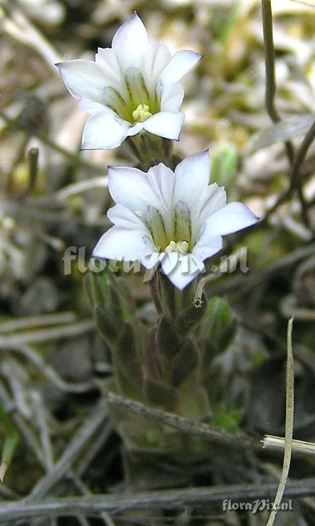 Gentiana fremontii