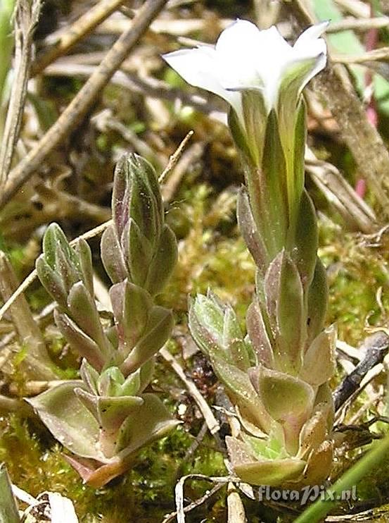 Gentiana fremontii