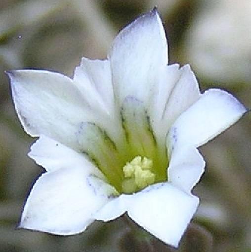 Gentiana fremontii