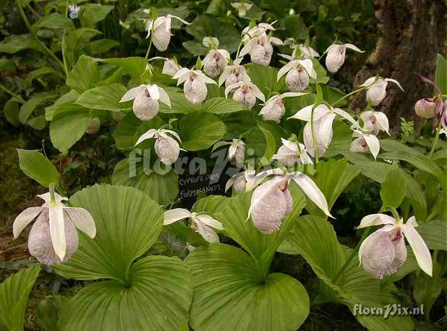 Cypripedium formosanum