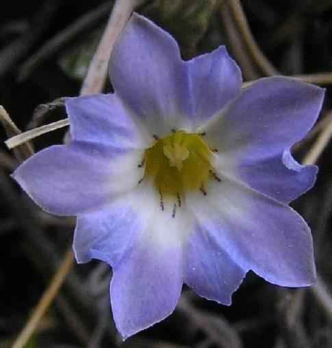 Gentiana fremontii