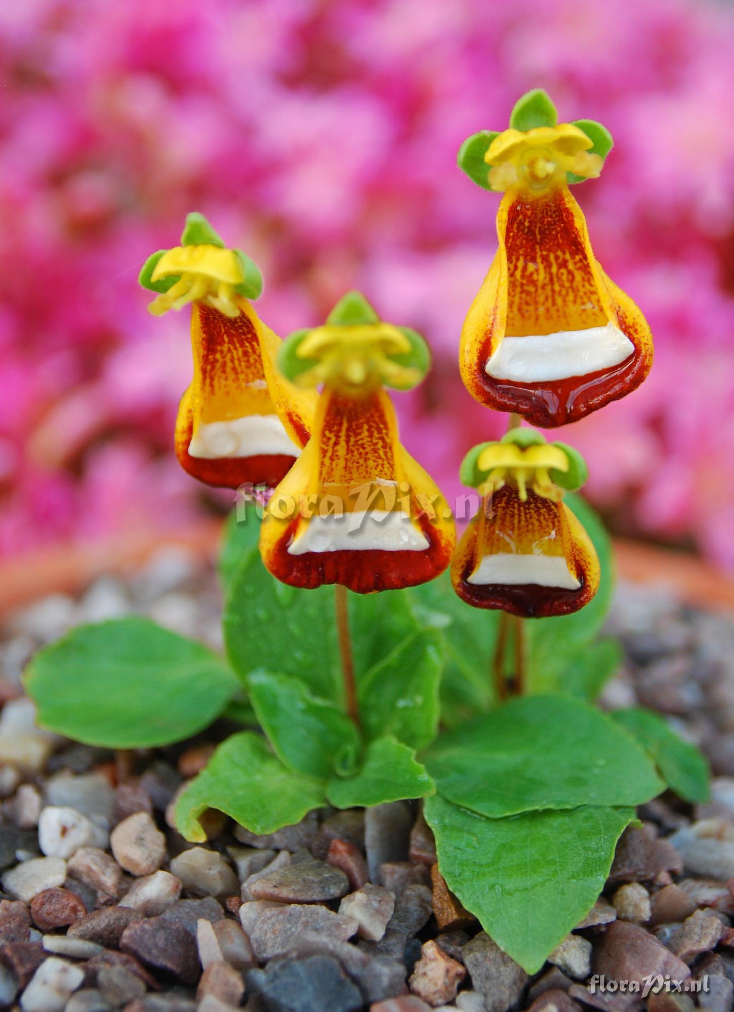 Calceolaria uniflora