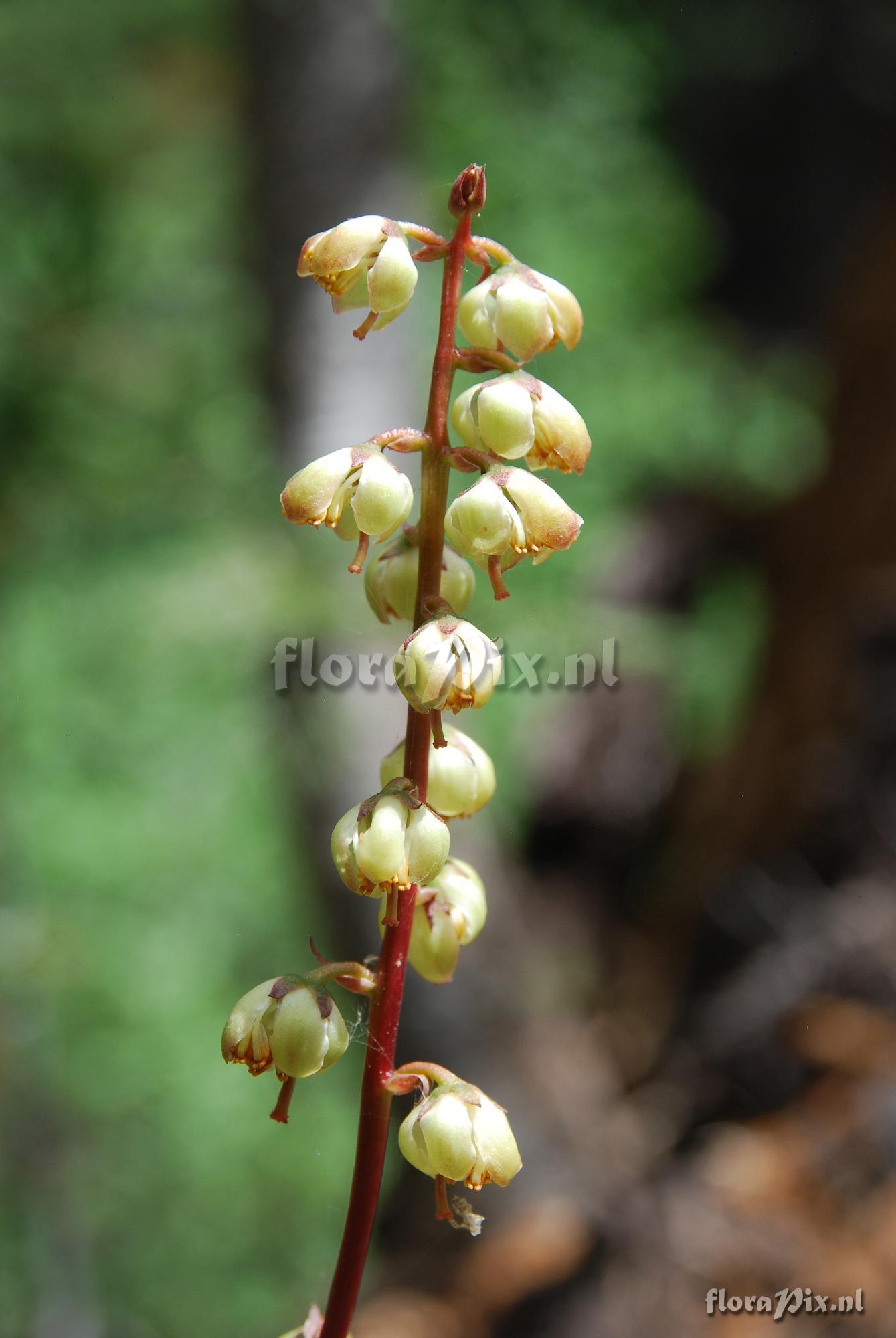 Pyrola picta