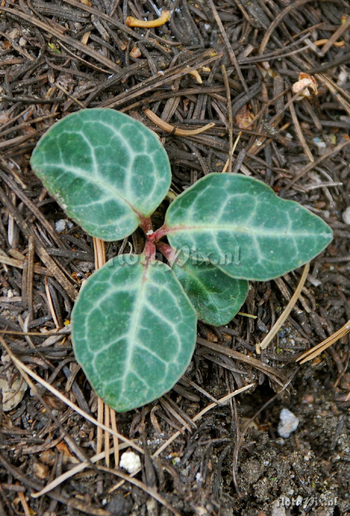 Pyrola picta